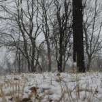 Hemlock Overlook, Hemlock, Adventure Links, Winter, Snoverit